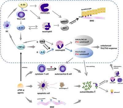 Paradoxical phenomena of bullous pemphigoid induced and treated by identical biologics